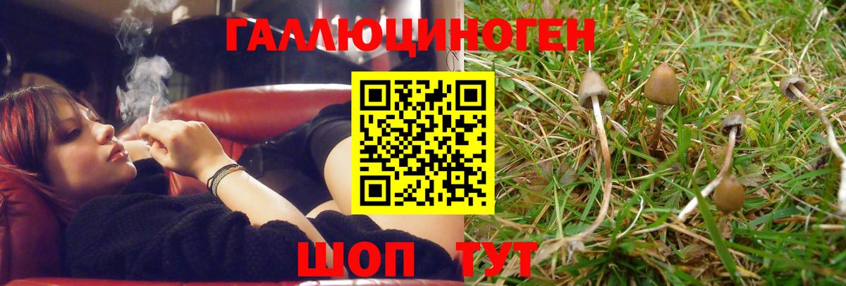 Псилоцибиновые грибы Cubensis Звенигород
